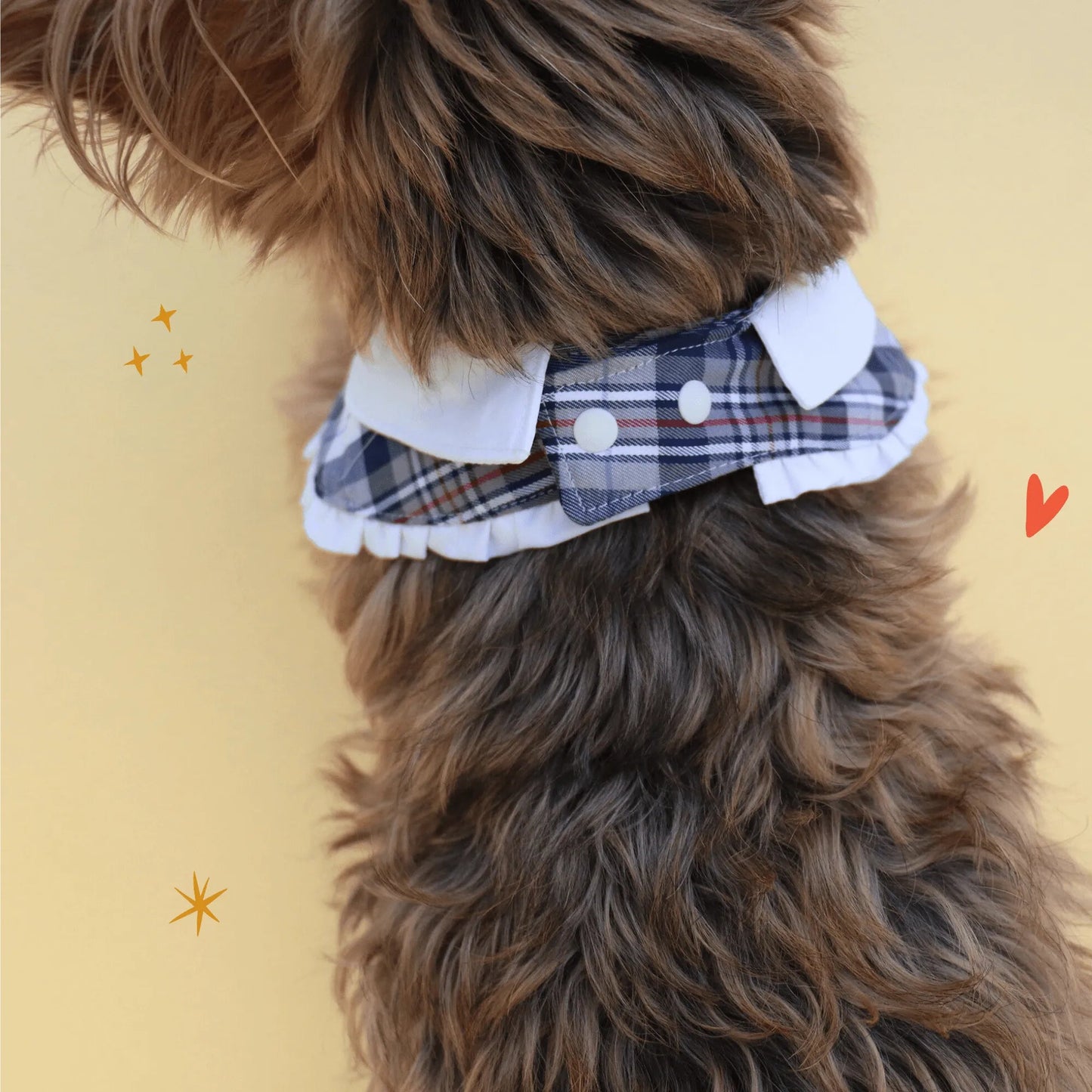 The Pawlité Accessory Set