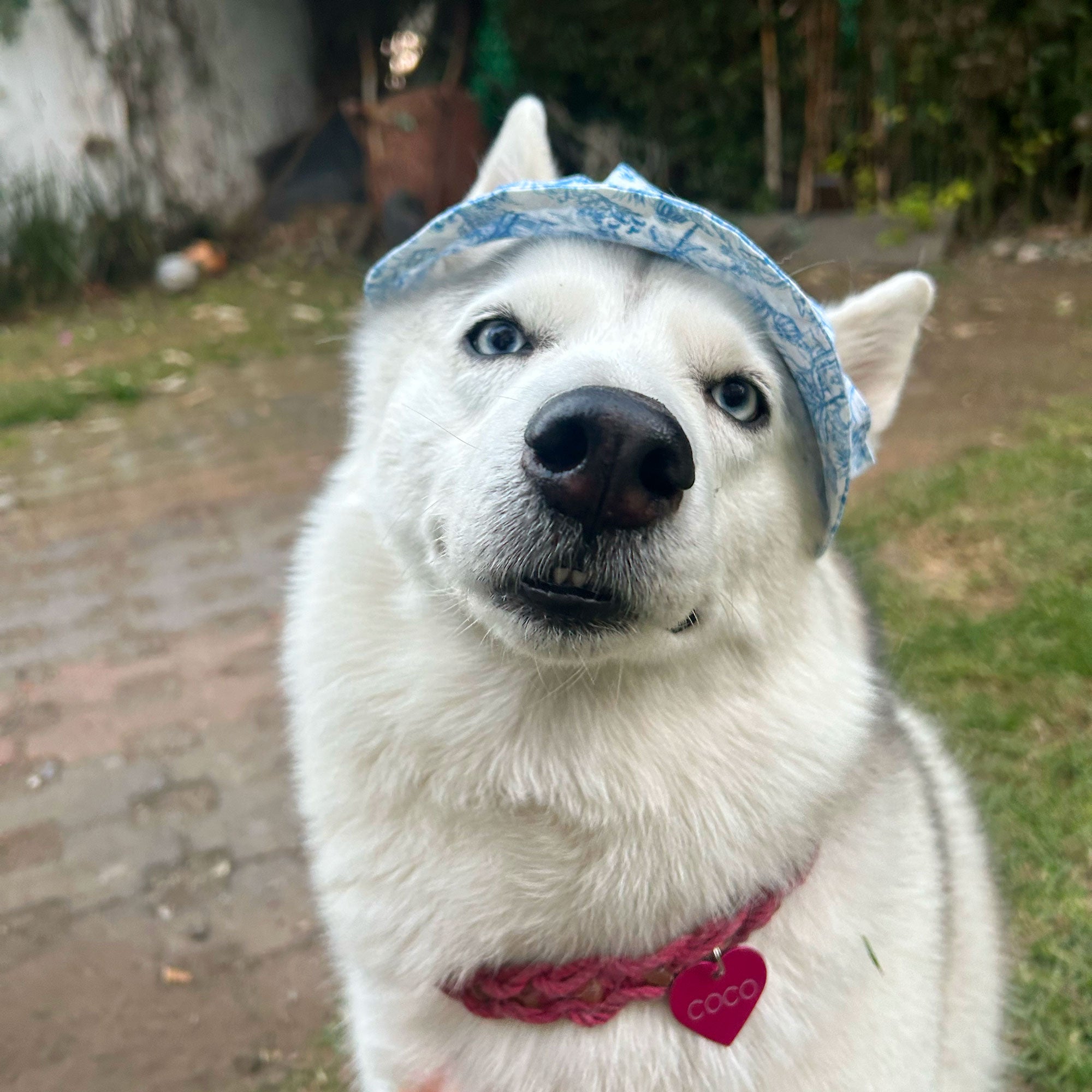 Crea un bucket hat para tu peludito