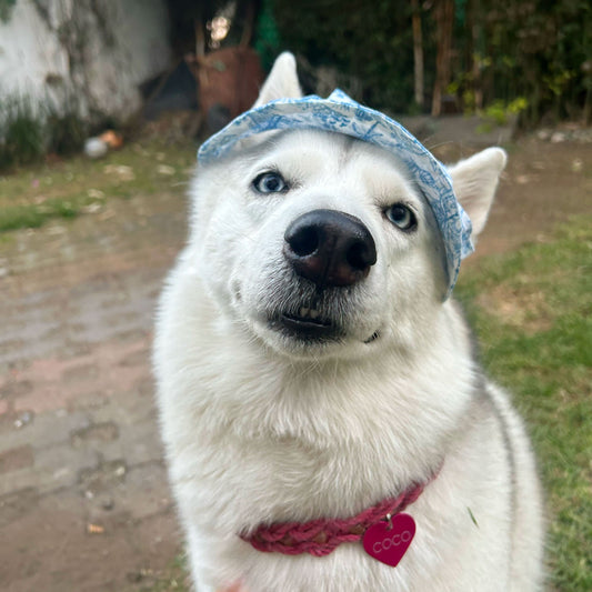 Crea un bucket hat para tu peludito