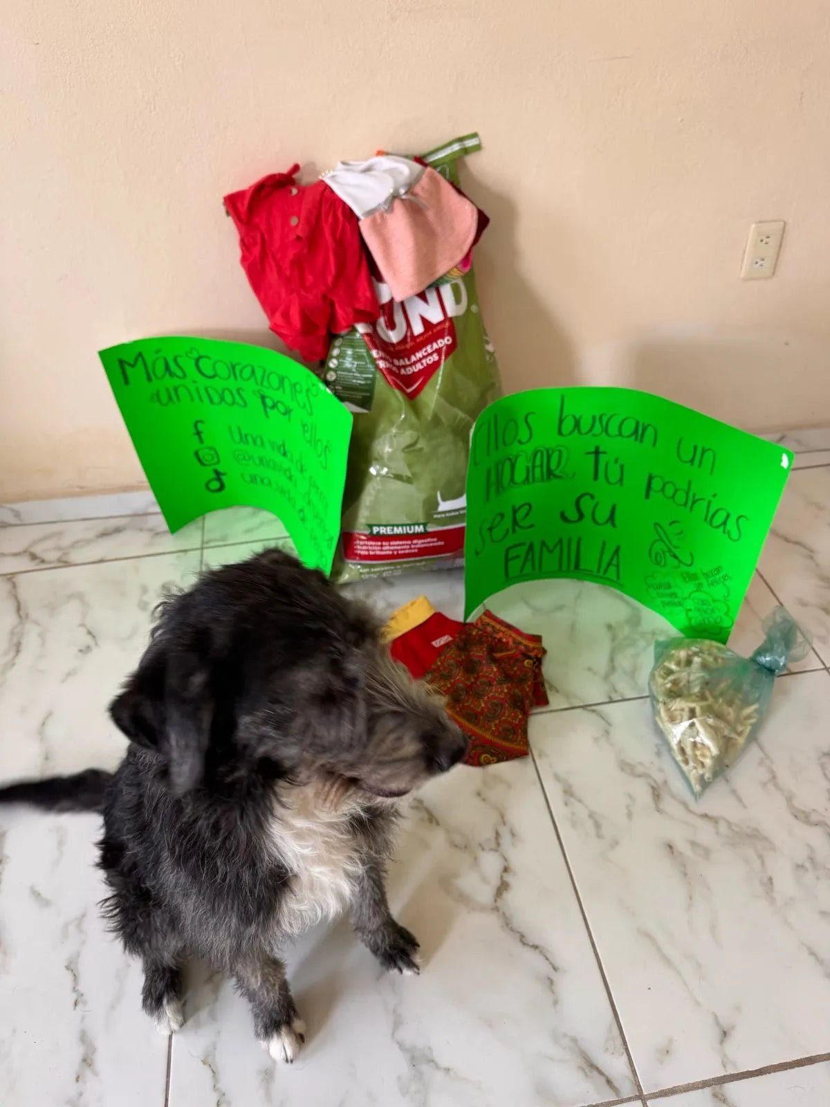 Febrero 2025 — Amor en forma de croquetas (y patitas)