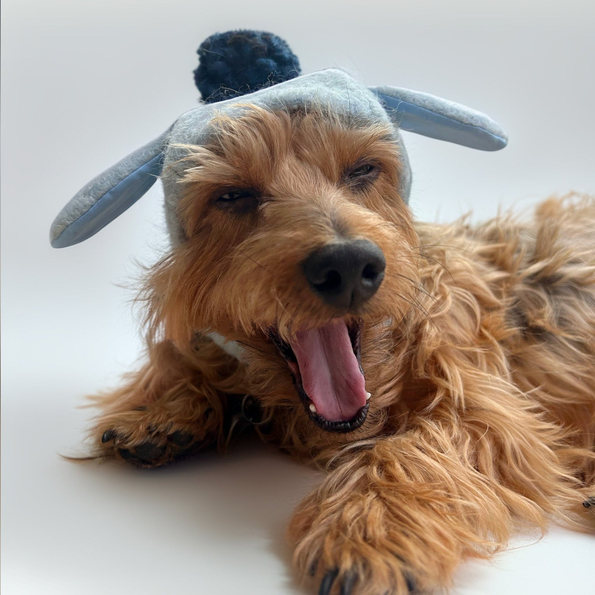 Pawdorable Hat