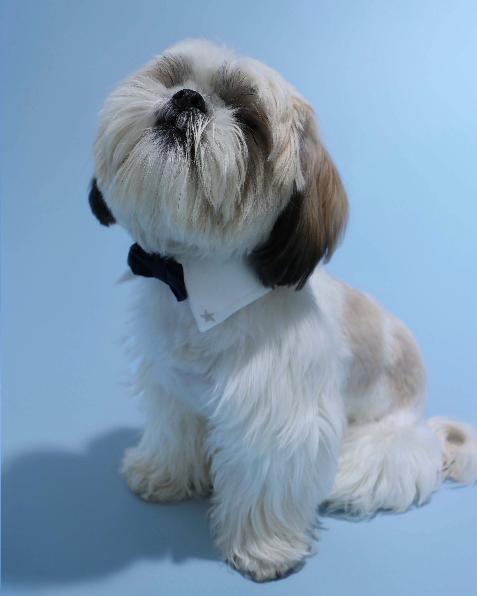 Pawfect Accessory Set