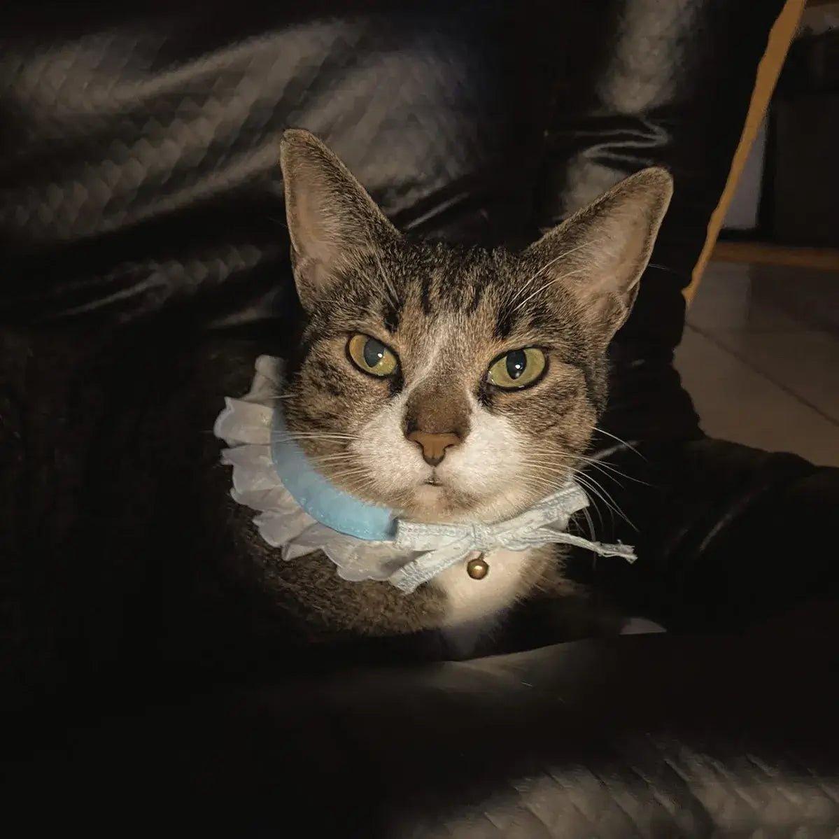 Pawfect Accessory Set
