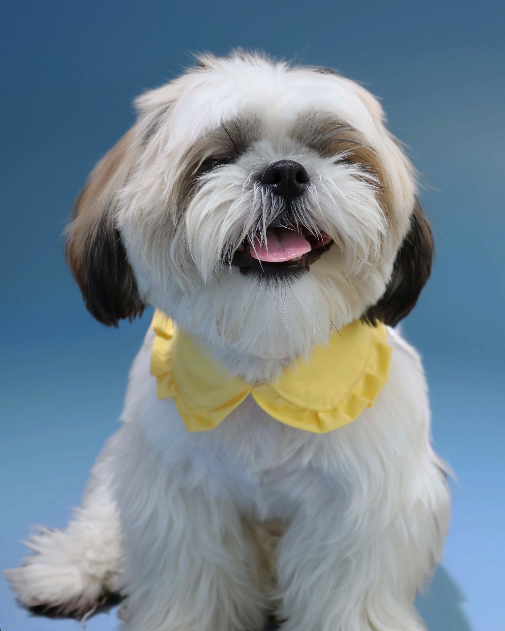 Pawfect Accessory Set
