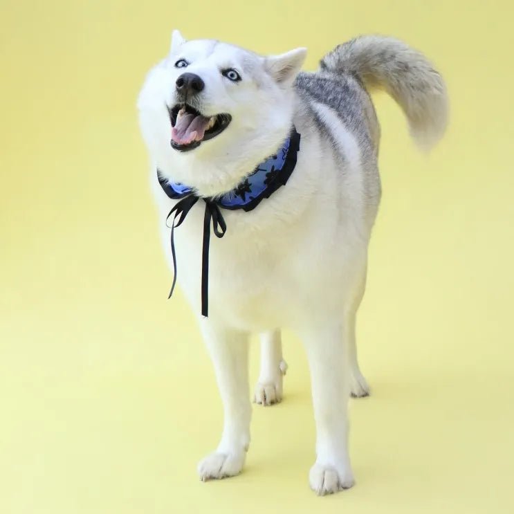 Pawfect Accessory Set