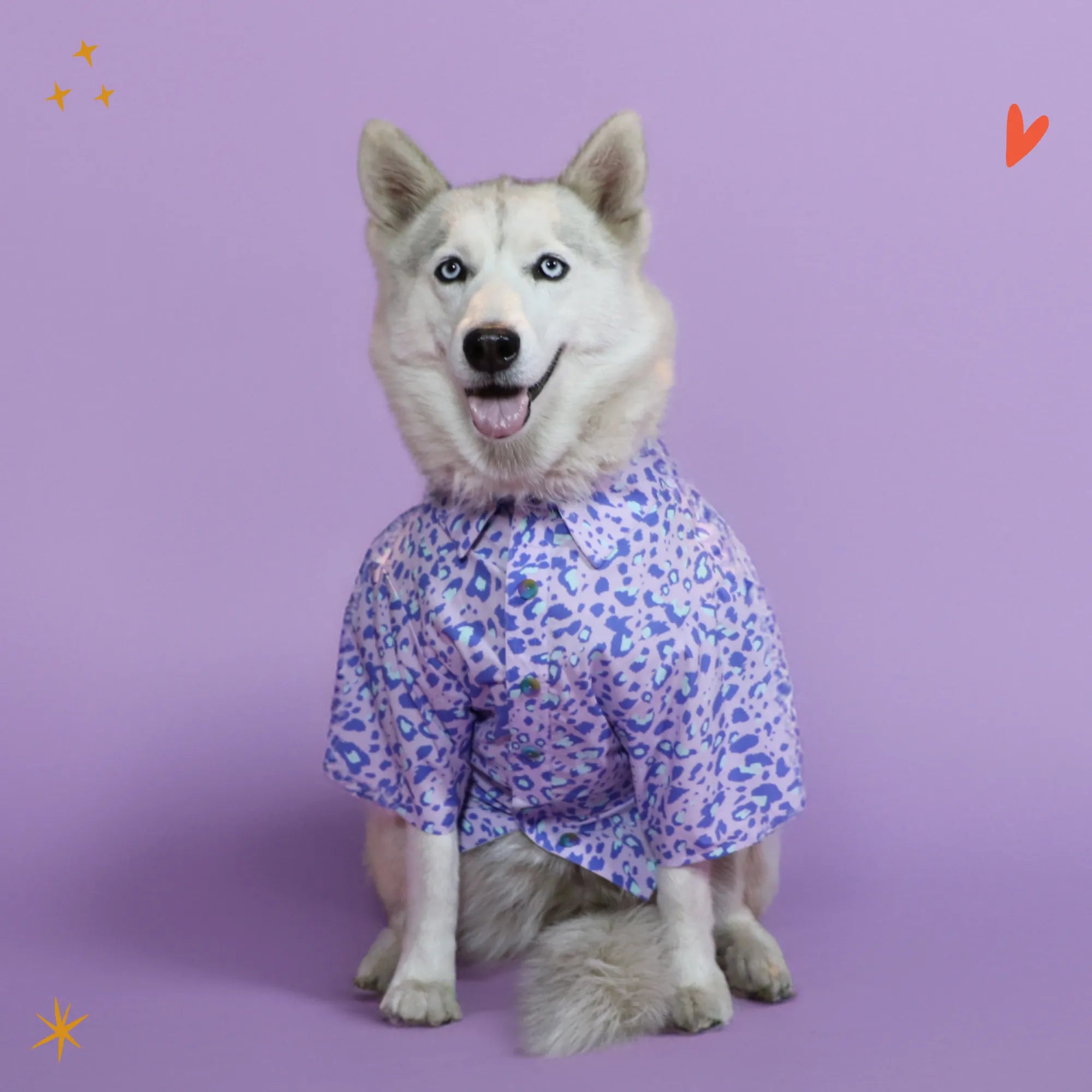 Pawsome Shirt | Bundle