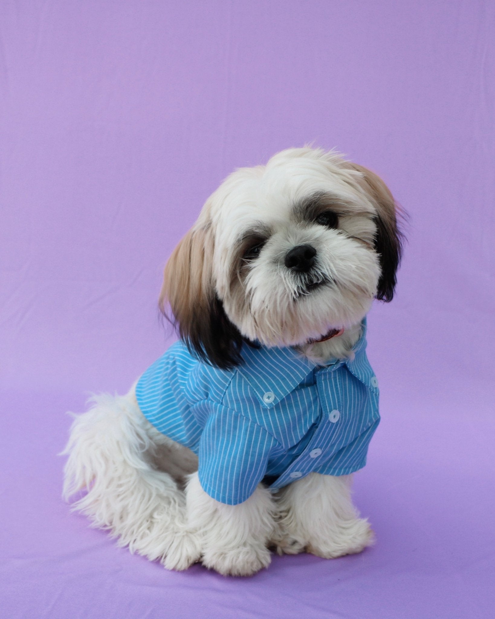 Pawsome shirt