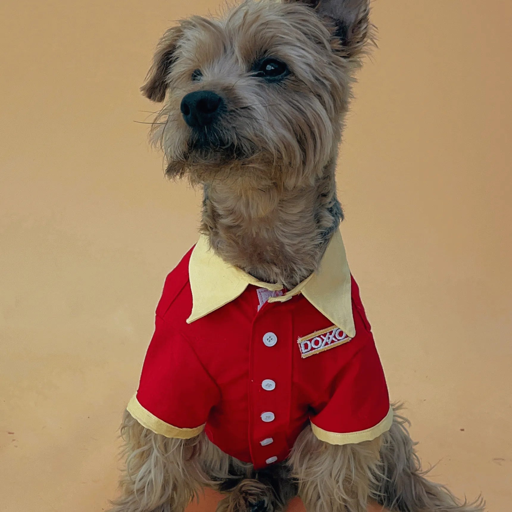 Pawsome shirt