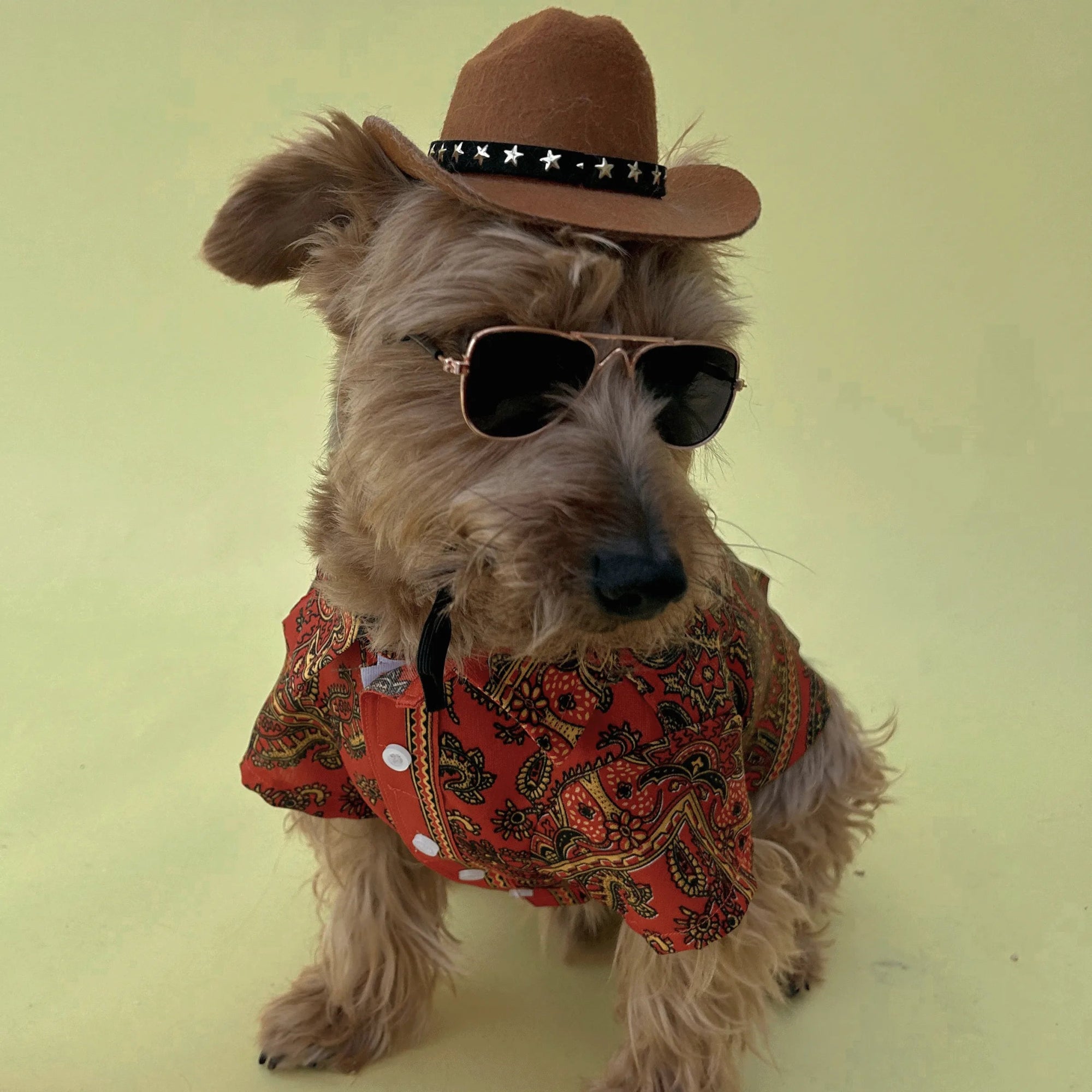 Pawsome shirt