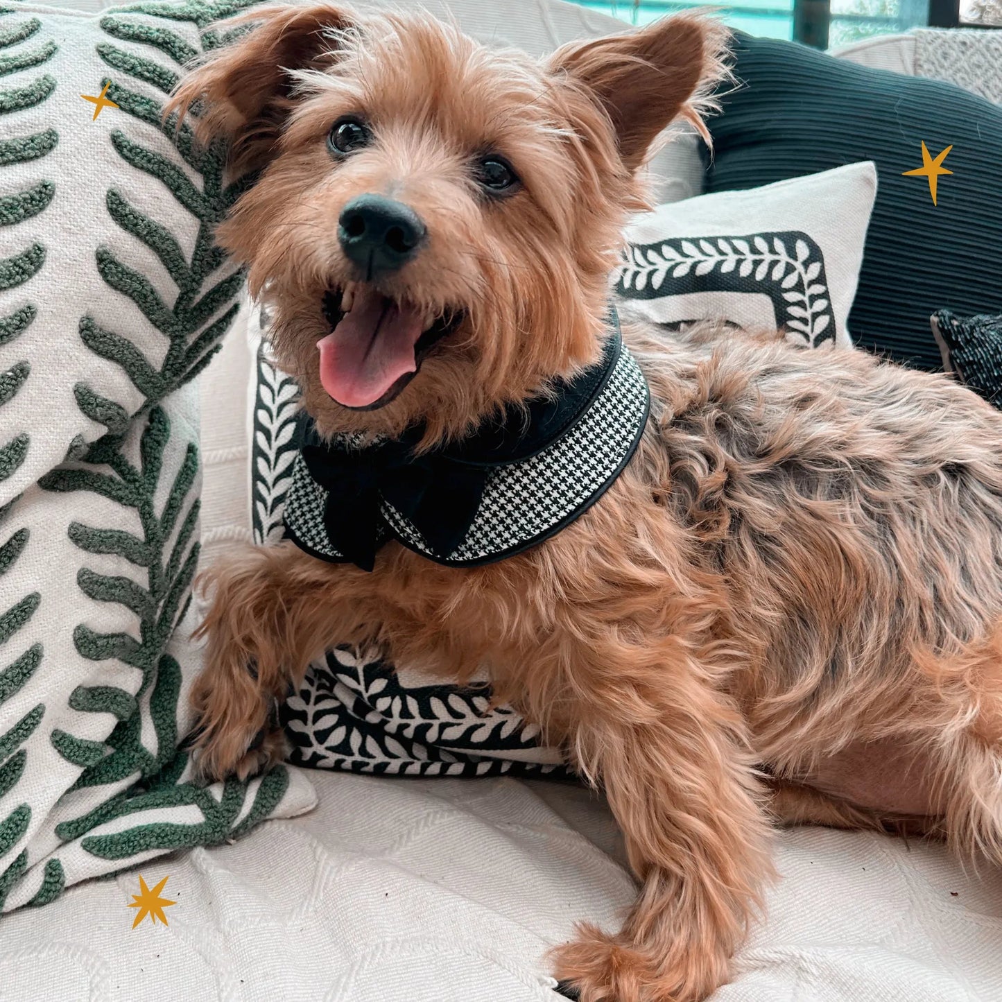 The Pawlité Accessory Set