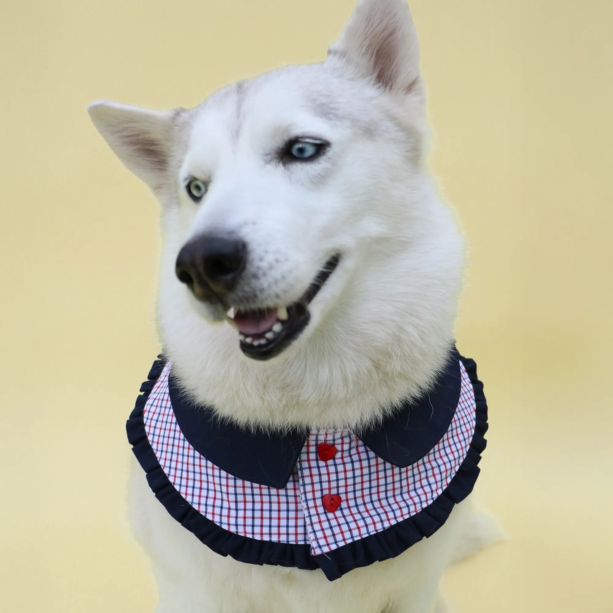 The Pawlité Accessory Set