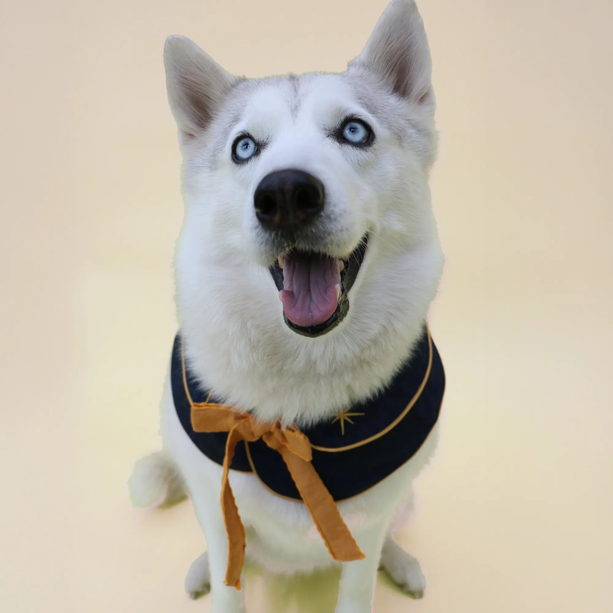 The Pawlité Accessory Set
