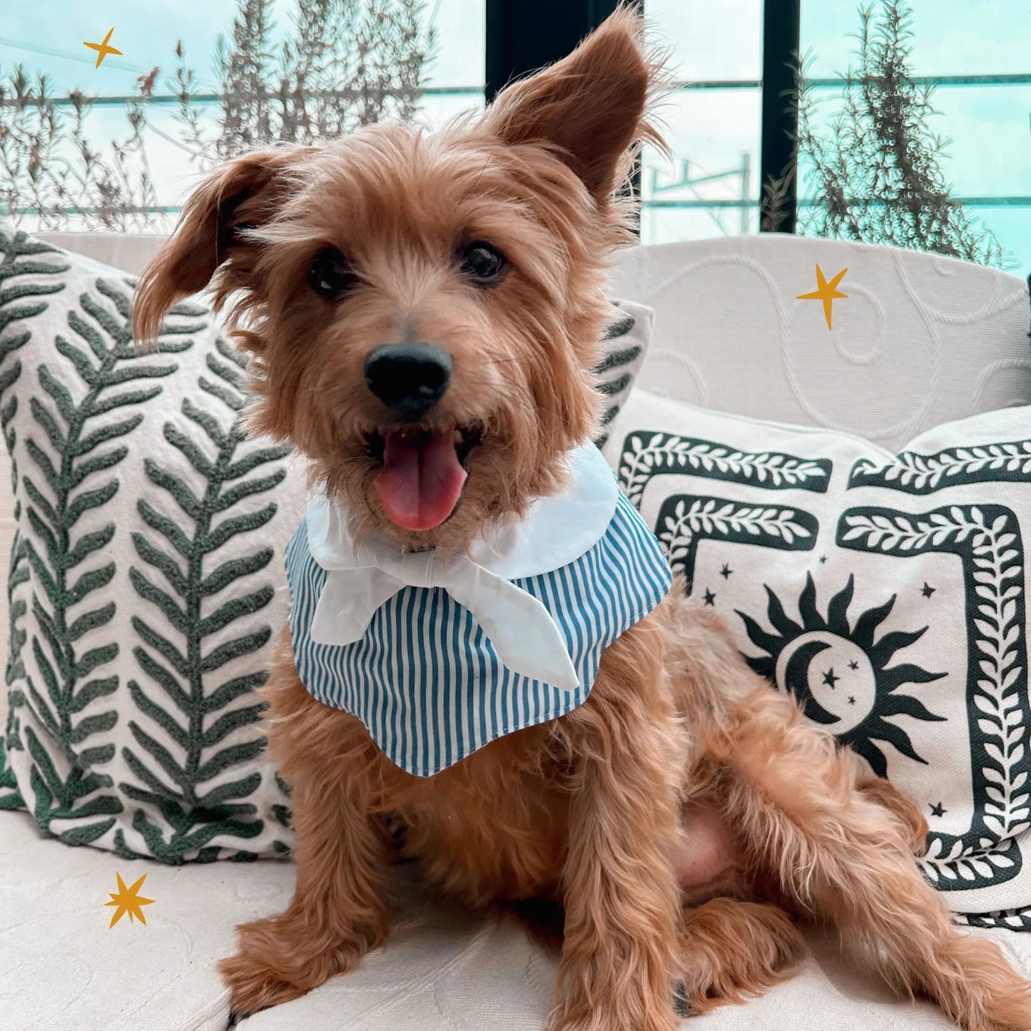 The Pawlité Accessory Set